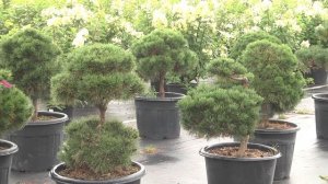 Какие хвойные растения выбрать для сада, особенности видов и советы по подбору.