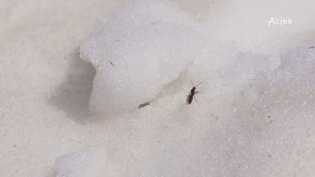 Белуха. Одно из самых красивейших мест на Земле. смотреть онлайн