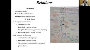 Esophagus (Nutrition & GIT module 4)