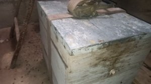 зимовка пчел в подвале ... неудачная..