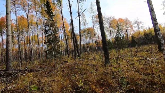 Охота на Урале. Федя, где дичь? смотреть онлайн