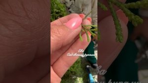 ✅ЩИТОВКА на ТУЕ‼️Наконец то нашла в Реале и покажу как выглядит.