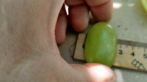 Абсолют Карпушева, Барселона, Мальчик с пальчик, Днепровский сувенир виноград Тепловы Татьяна Дмитр