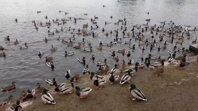 Утки в Екатерининском парке 03.01.2018 смотреть онлайн