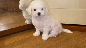 #мальтипу, #мальтезе, #пудель, #болонка, #дизайнерскаяпорода💥