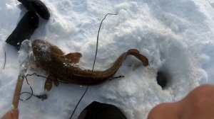ПРОВЕРКА ТЫЧЕК НА НАЛИМА НА РЕКЕ ЛЕНА.17-18 ДЕКАБРЯ 2021Г. FISHING FOR BURBOT IN SIBERIA.