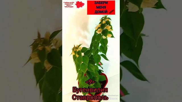 Цветущая  Бугенвилия