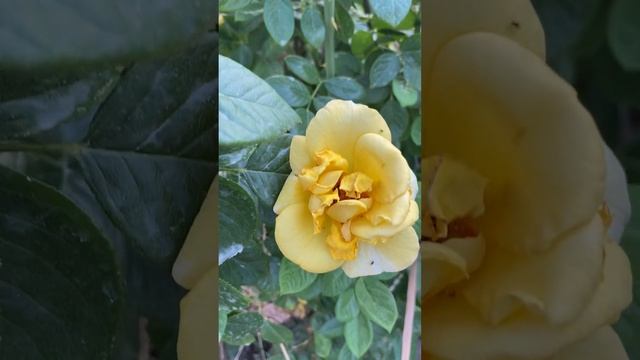 #avenueyellow#shortsfeed#garden#flower#rose#favorite#авеню_еллоу#shortvideo #домашнее #мойсад