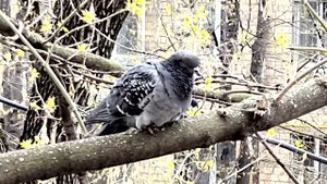 Голубь на дереве