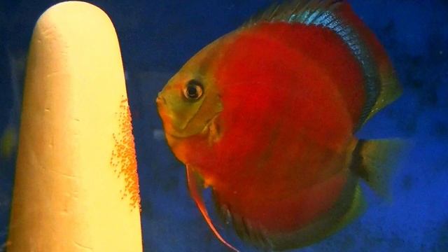 Дискусы Голубой Алмаз взяли малька #discus #aquarium #fish #аквариум #аквариумныерыбки #разводня смотреть онлайн