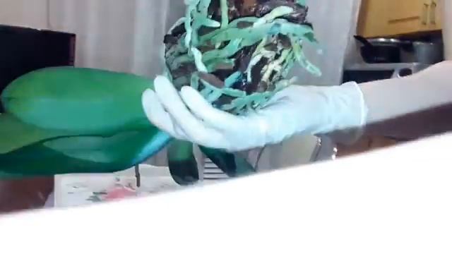 #ОРХИДЕИ Пересадка орхидеи фаленопсис от А до Я. ОБРАБОТКА ОТ ВРЕДИТЕЛЕЙ смотреть онлайн