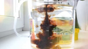 Как подкармливать комнатные цитрусы? Удобрение JOY для цитрусовых растений.