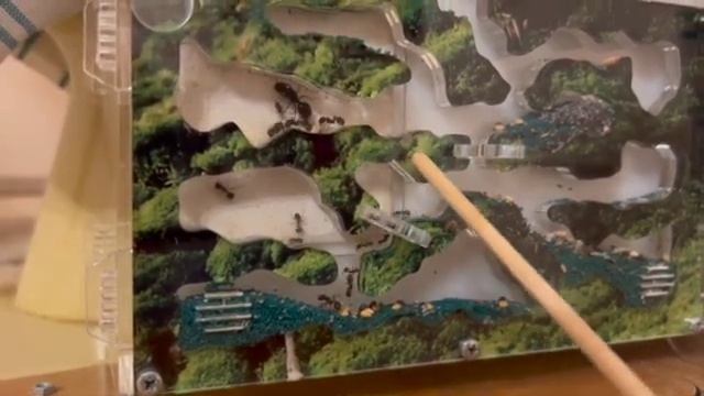 Вова рассказывает как ухаживать за муравьями жнецами. Муравьиная ферма. смотреть онлайн