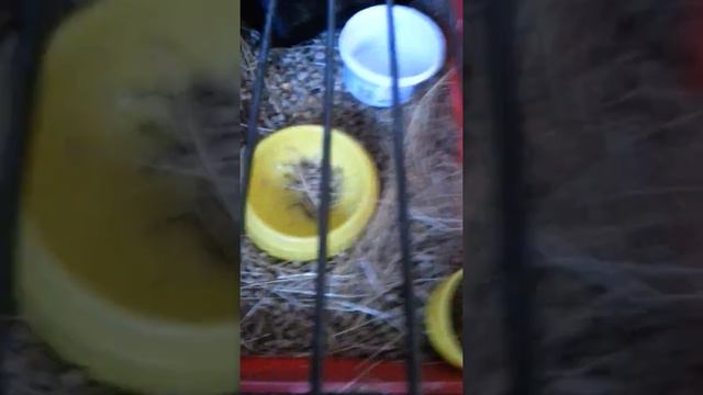 Что нужно для морской свинки смотреть онлайн