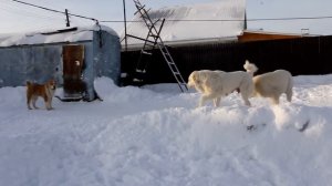 Алабаи питомника ТИМЕРТАШ - декабрь 2016 (+79048881825)