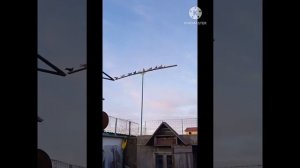 В Крыму хорошие бойные голуби