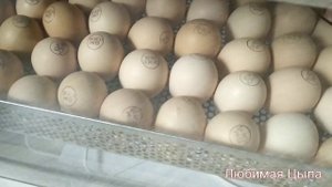 От закладки до наклёва в инкубаторе OVO-156. Для идеального вывода цыплят - лимонная вода.