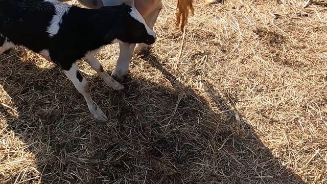 Отелилась корова. Пьём молозиво. смотреть онлайн