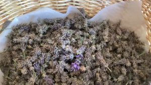 How to make lavender oil and use after 3 days