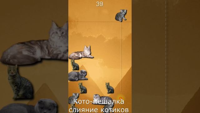 Кото-мешалка слияние котиков - обновленная игра про слияние котов #games #игры #чипичипичапачапа