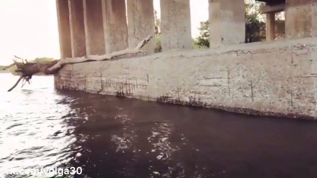 AST-NEWS.ru: Гигантское дерево под мостом в Астрахани смотреть онлайн