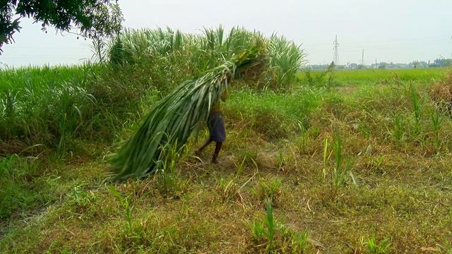 agriculture and organic farming successful goat farming earning Rs 1200000 with 100 goats tamil new смотреть онлайн