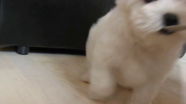 Болонка мальтийская. Игривый щенок.