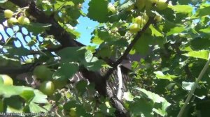 Что такое Йошта. Необычные плодовые кустарники в саду!