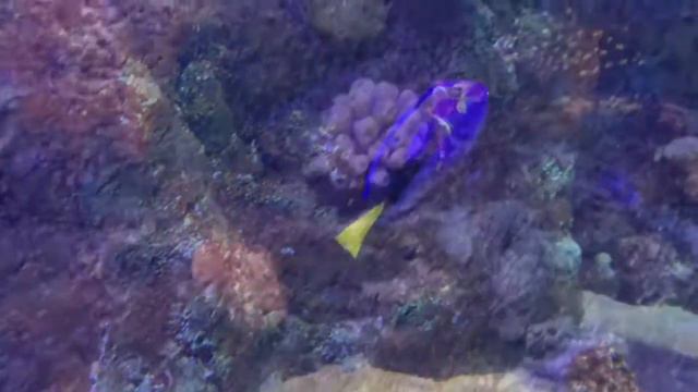 The Sea-Life Aquarium in Concord, North Carolina смотреть онлайн