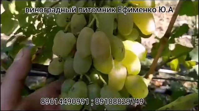 виноград Улыбка Лауры