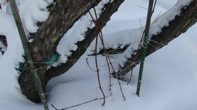 Эксперимент с виноградом Альфа
