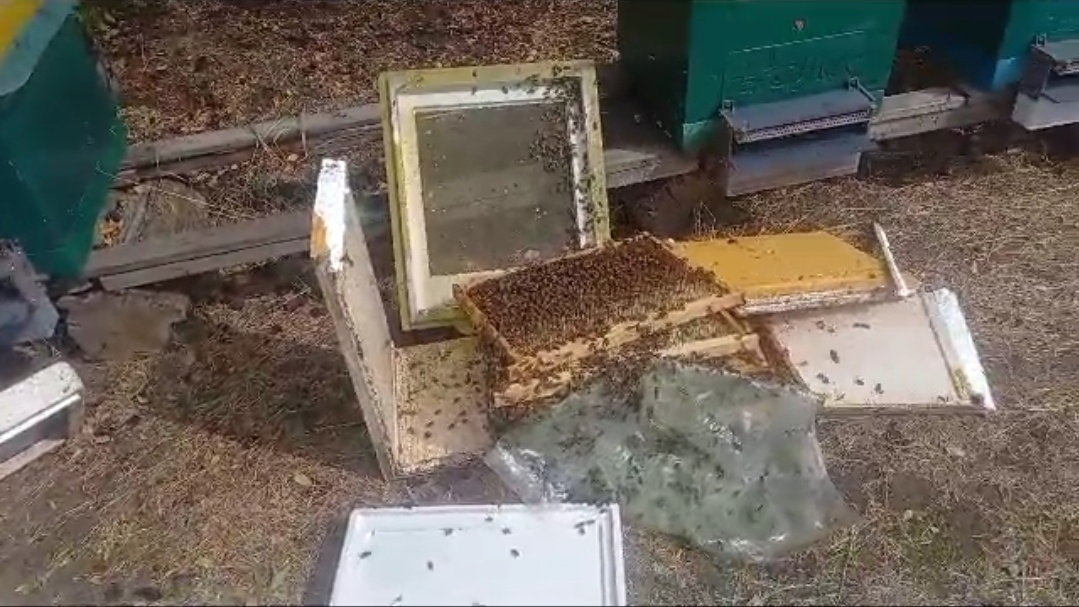 ЧП на пасеке, о сезоне 2023 смотреть онлайн