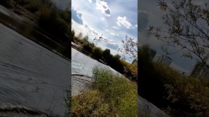 болотоход longtail, ДВС Zongshen GB 270, лодка Ротан 430э. Винт 8*4 полк.