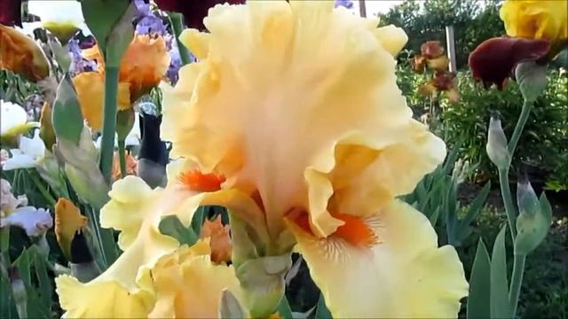 Манго Танго высокий ирис смотреть онлайн