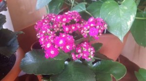 Каланхоэ Выращивание дома