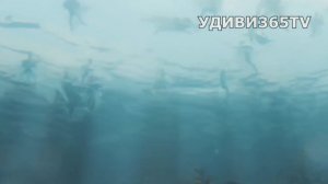 Нападение белой акулы на человека!  Удивительное спасение.  Он стал любить акул больше..