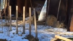 Подарили грозного зверя,мама алабай папа тебецкий мастиф что вырастет пока непопять
