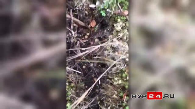 Загадочный зверь в Новом Уренгое смотреть онлайн