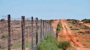 Факты о стене в Австралии