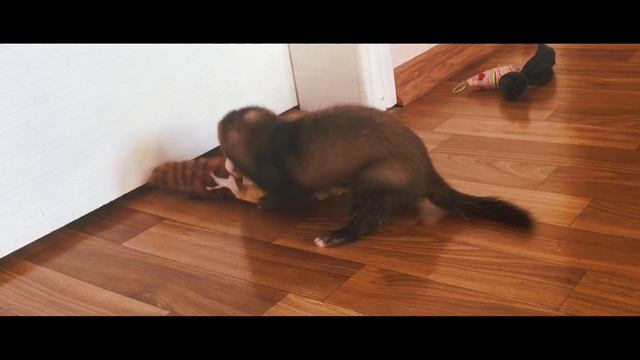 Маленький хорек играется с белкой смотреть онлайн