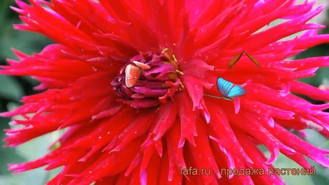 Георгина полукактусовая Апач Блау (dahlia cultorum) ? обзор: как сажать, рассада георгины Апач Блау