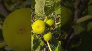 Инжир Латарулла, о вкусе и цвете плодов и некоторых людей)))