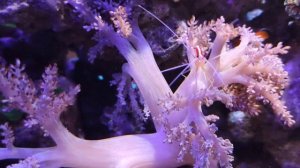 Купил тихоокеанскую креветку (доктор) в аквариум