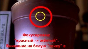 Паутинный Клещ. Передвижение клеща.
