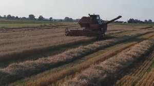 Уборка озимой пшеницы 2019 комбайном СК 5 Нива