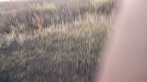 Опять перевыполняю план на мотоблоке! Снова перевернулся! Прицеп для мотоблока. (10.10.2021)