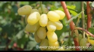 Виноград от Гранковских