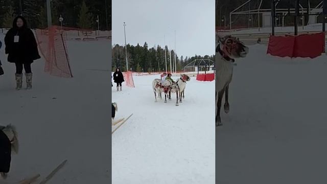 Катание на оленях в Ханты-Мансийске