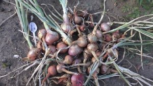 Семейный лук 2022. Кто как хранился и вырос?