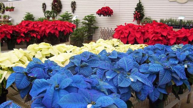 Пуансетия уход в домашних условиях. Цветок рождественская звезда смотреть онлайн